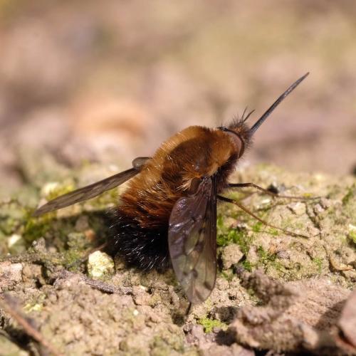 Bombylius discolor